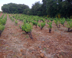 Domaine De La Mereuille - Orange - Nos réalisations