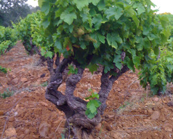 Domaine De La Mereuille - Orange - Nos réalisations