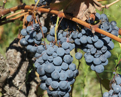 Domaine De La Mereuille - Orange - Nos réalisations