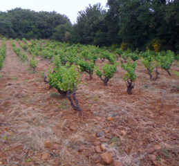 Domaine La Méreuille - Orange - La Méreuille en photos