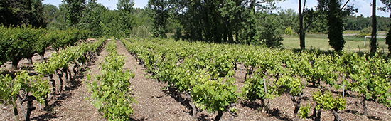 Domaine De La Mereuille - Orange